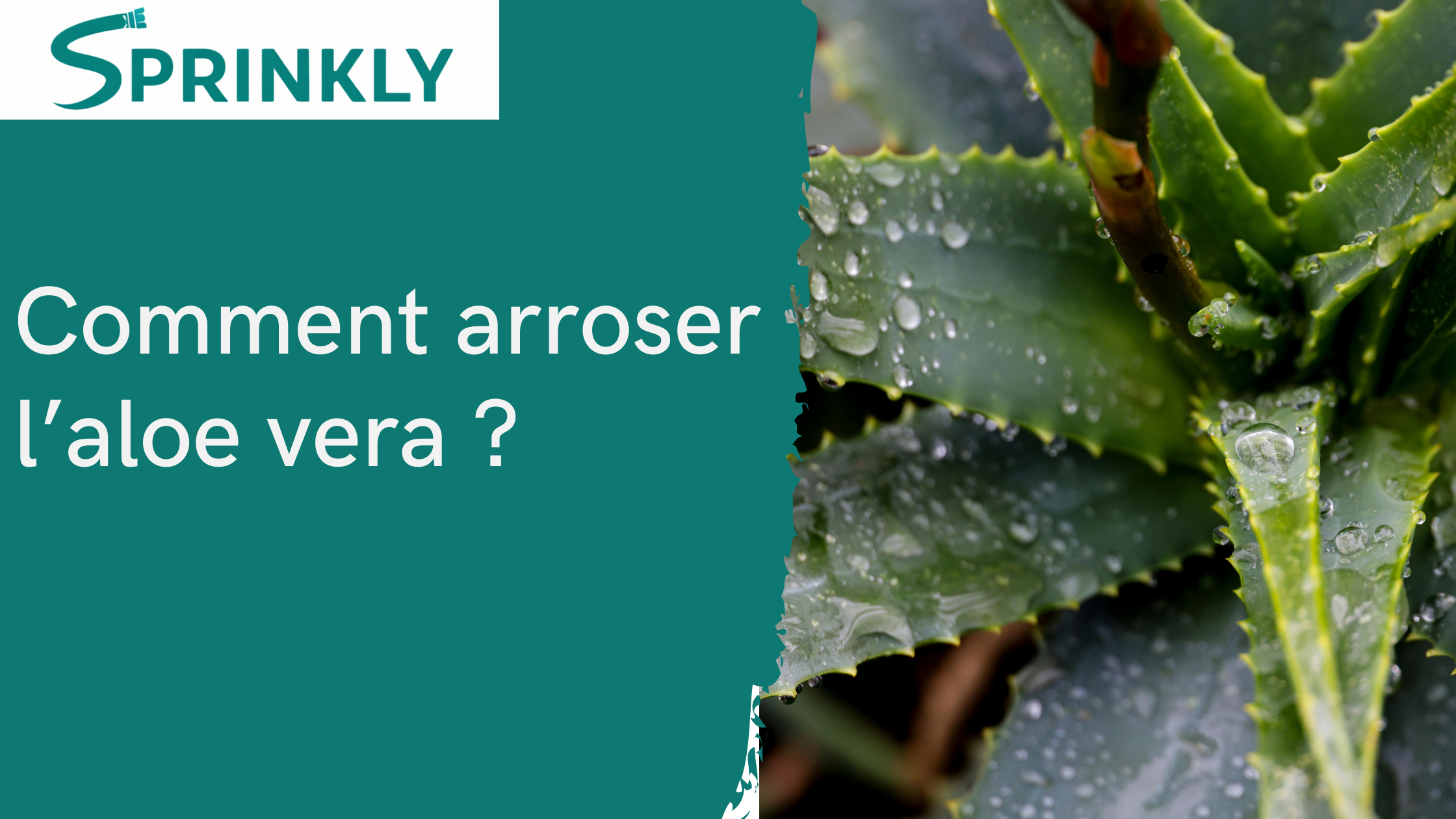 aloe vera gel selber ernten Aloe Vera „Alfonso“ – Aloe-Vera-Pflanze in Gärtnerqualität kaufen main image 0