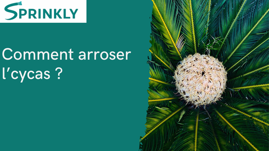 Arrosage cycas : la fréquence qui change tout selon la saison