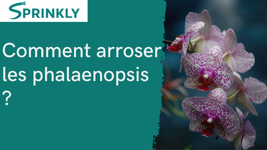 Arrosage Phalaenopsis : La Méthode Pour Ne Jamais Noyer Votre Orchidée