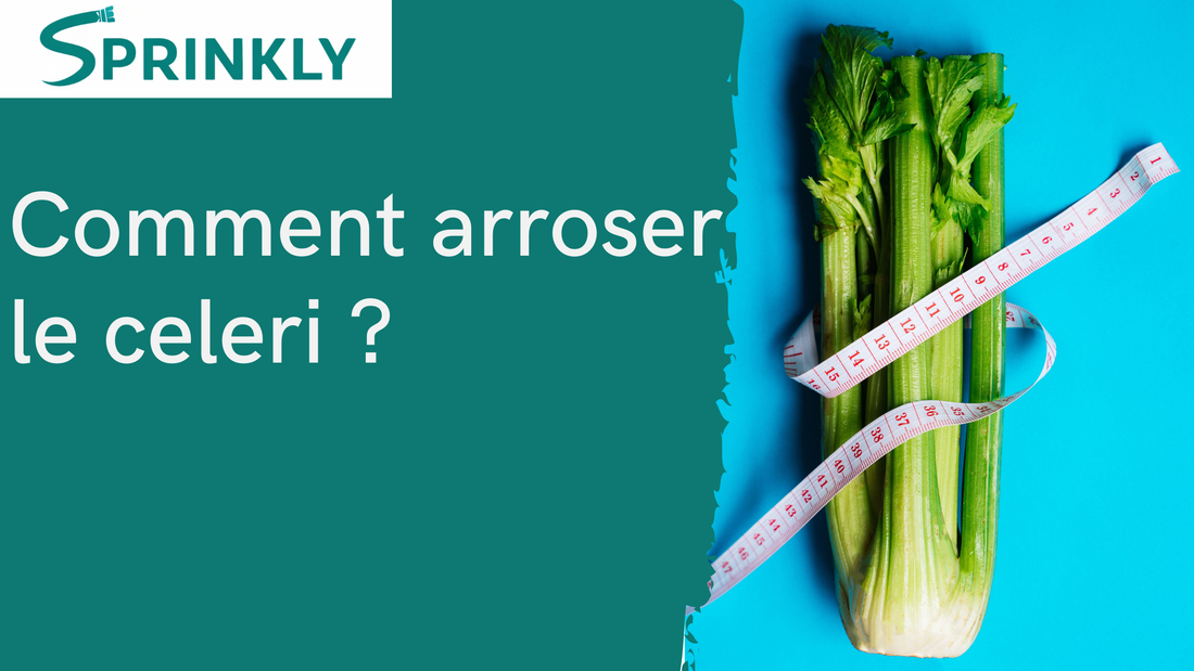 Arrosage céleri, le légume qui ne pardonne aucun oubli