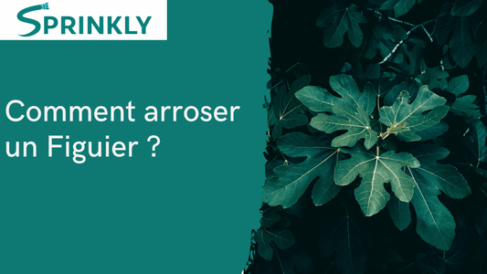 Comment arroser figuier blog