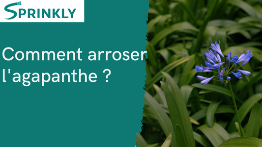 Comment arroser l'agapanthe