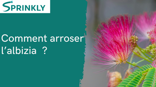 Comment arroser l’albizia  