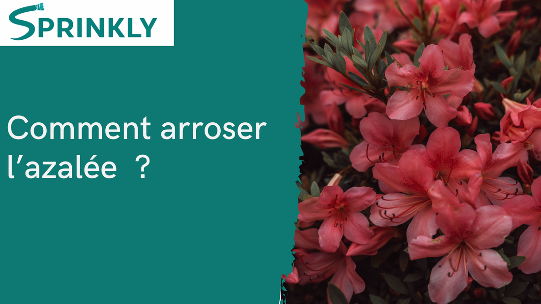Comment arroser l'azalée sans la perdre ?