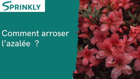 Comment arroser l'azalée sans la perdre ?