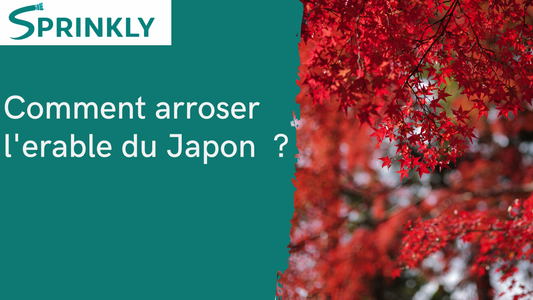 Comment arroser l'érable du Japon en pot et en pleine terre ?