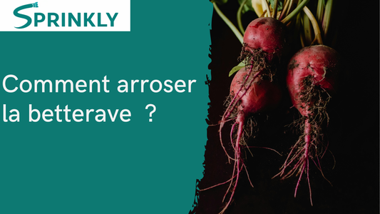 Comment arroser la betterave blog