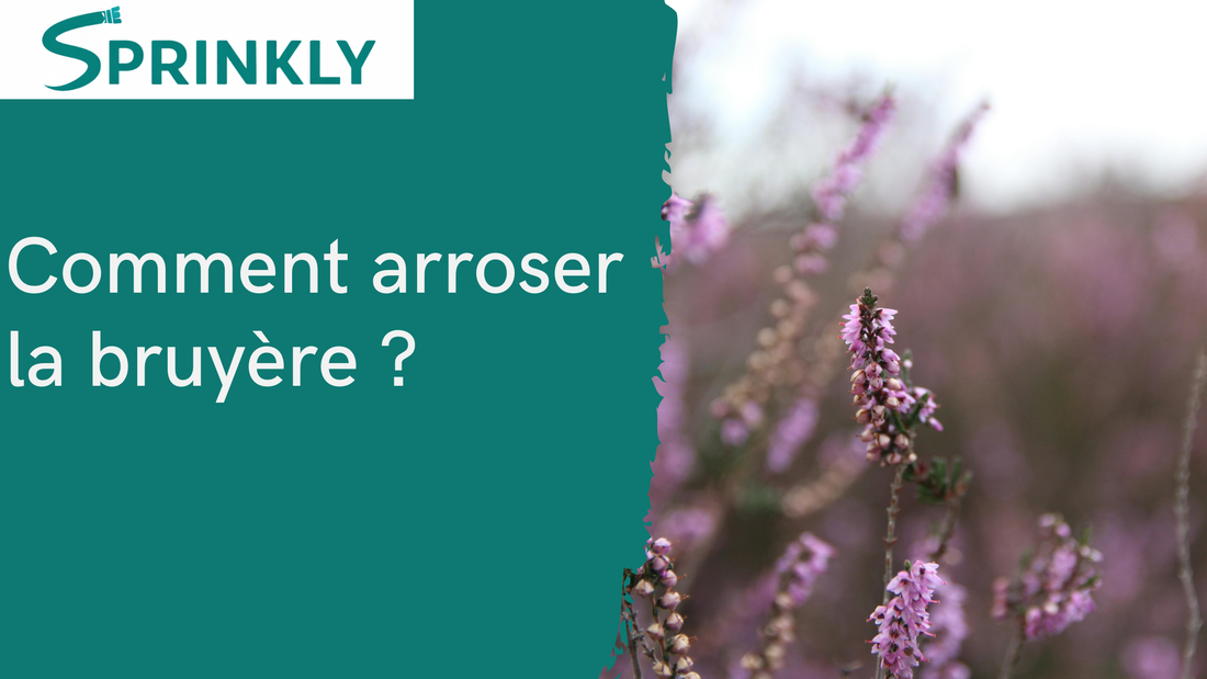 Comment arroser la bruyère blog