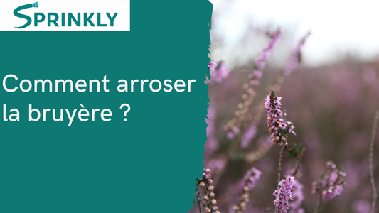 Comment arroser la bruyère blog