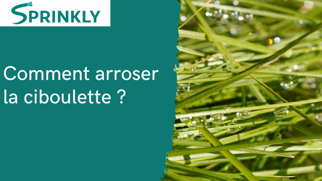 comment arroser la ciboulette ? blog 