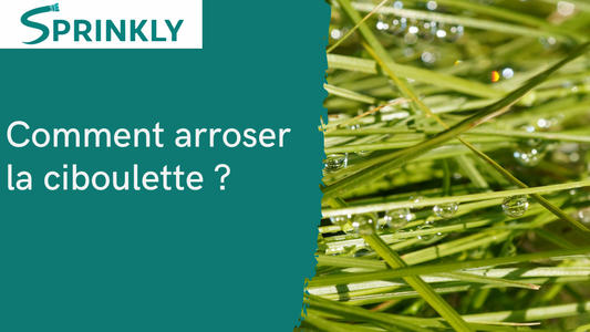 comment arroser la ciboulette ? blog 
