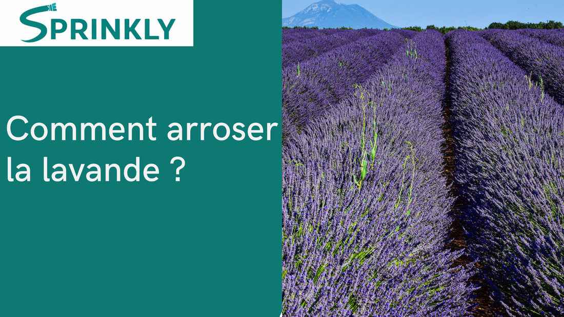Comment arroser la lavande  blog