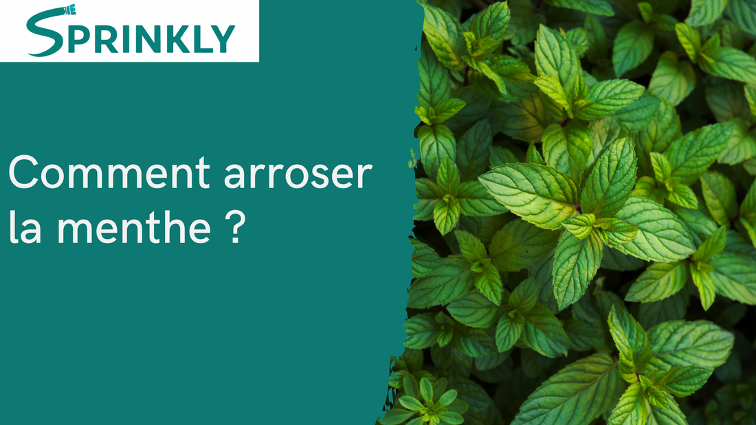Comment arroser la menthe 