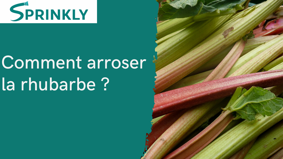 Arrosage de la rhubarbe : fréquence et bons gestes au potager