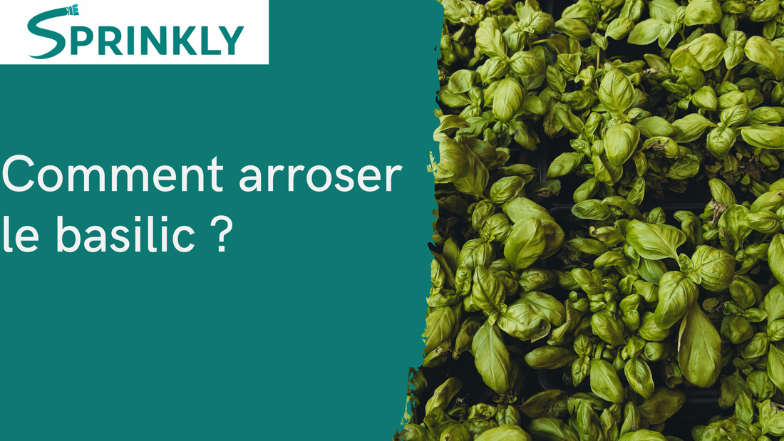 banniere blog Comment arroser le basilic ?