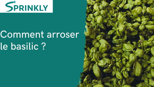 banniere blog Comment arroser le basilic ?