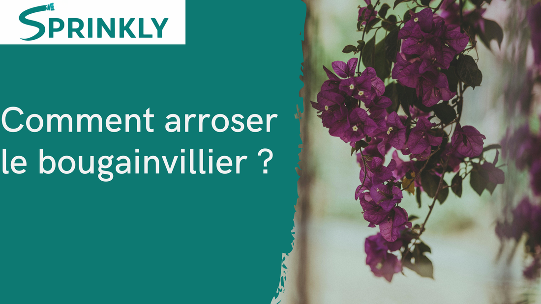 Comment arroser le bougainvillier blog