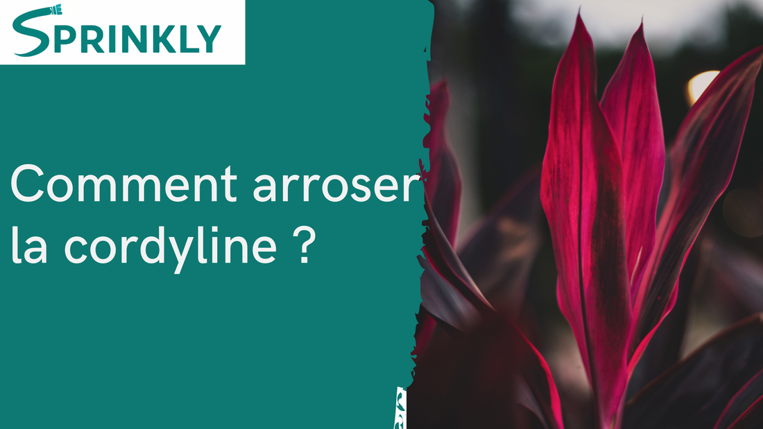 Arrosage cordyline : l'erreur que font 9 jardiniers sur 10