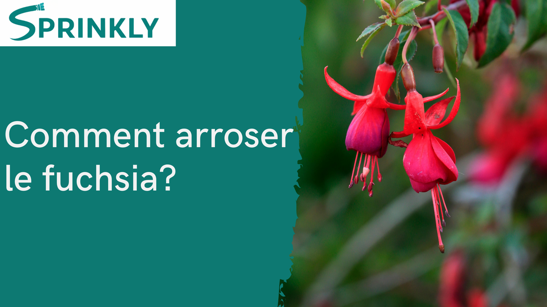 Arrosage du fuchsia : fréquence et bons gestes