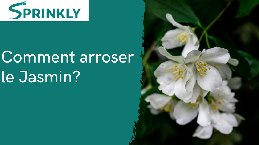 Comment arroser le jasmin blog