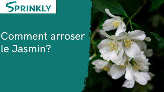 Comment arroser le jasmin blog