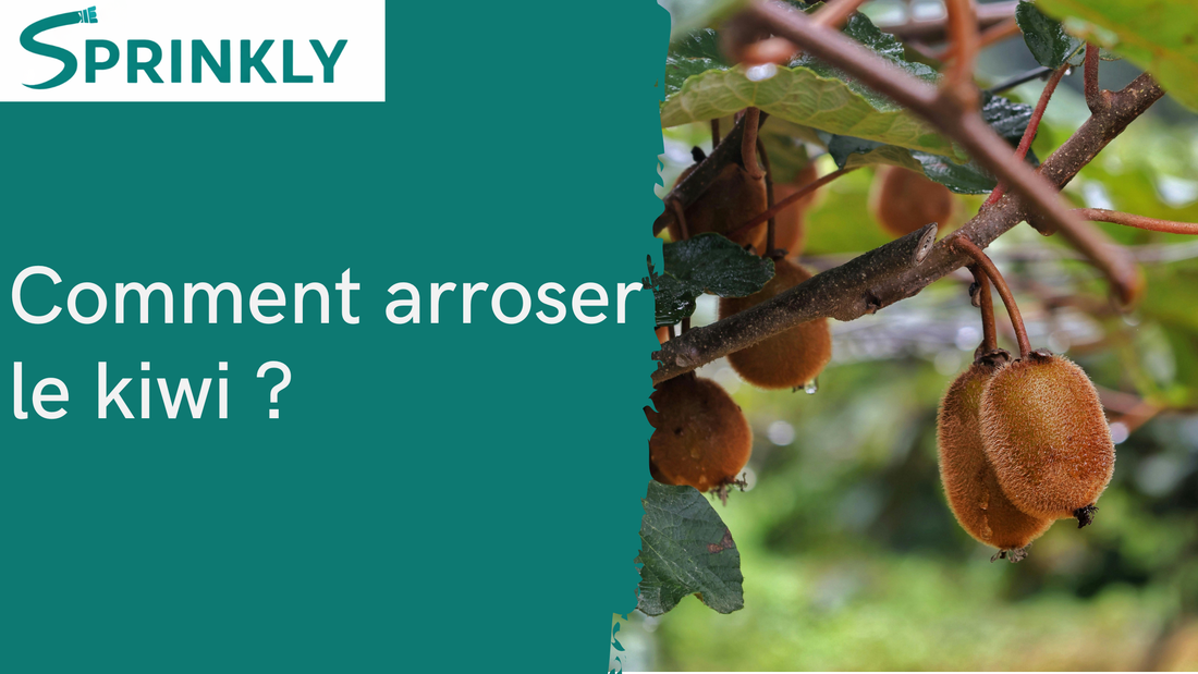 comment arroser le kiwi blog 