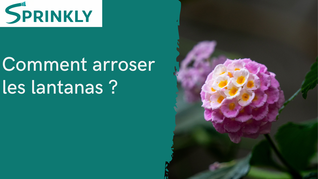 arrosage lantanas 