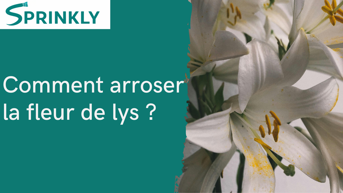 Arrosage du lys : tout dépend de la variété