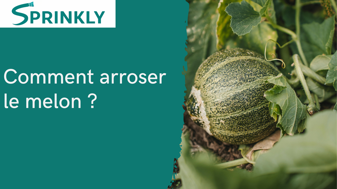 Comment arroser le melon blog 