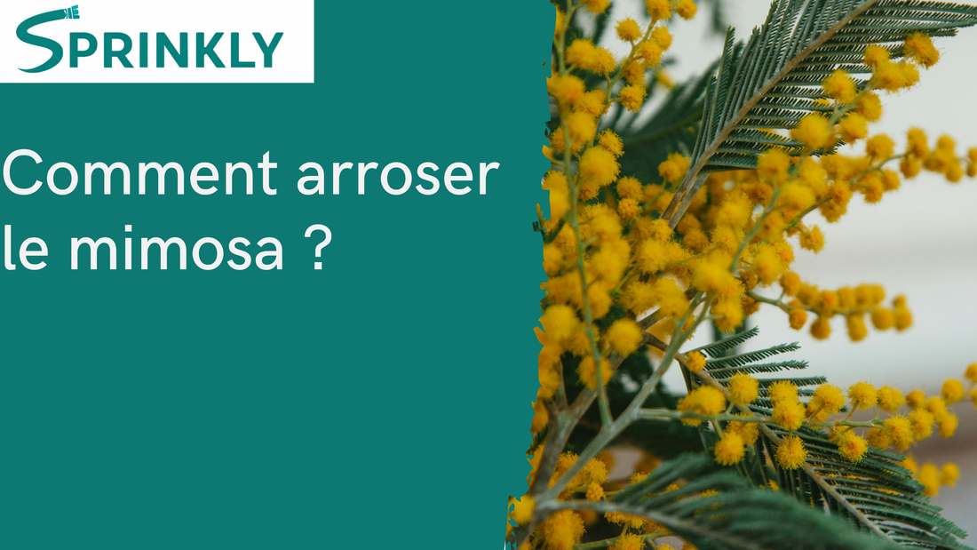 Arrosage du mimosa : tout dépend duquel vous parlez
