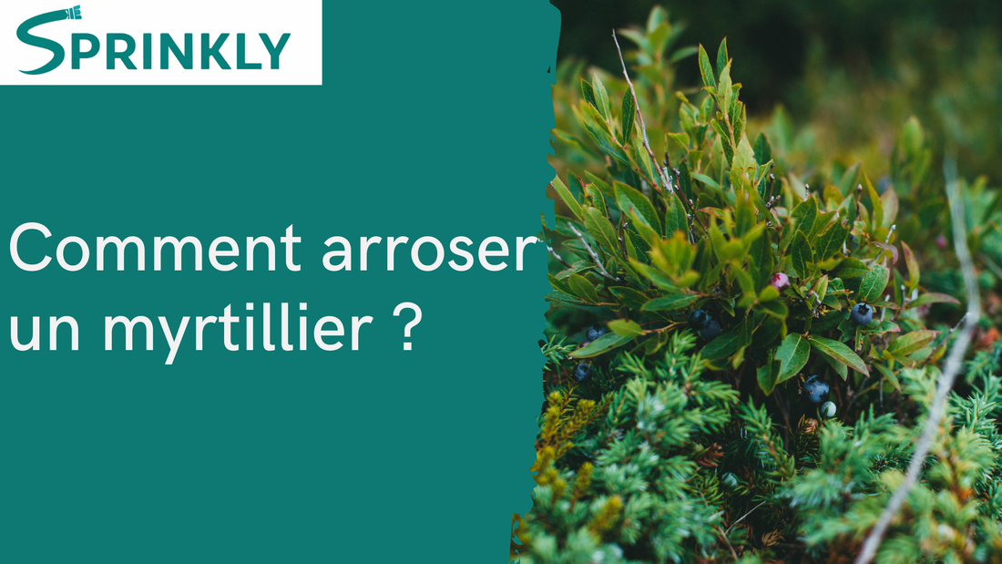 arrosage myrtillier 