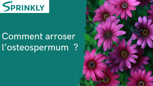 Arrosage osteospermum, il vous dit lui-même quand il a soif