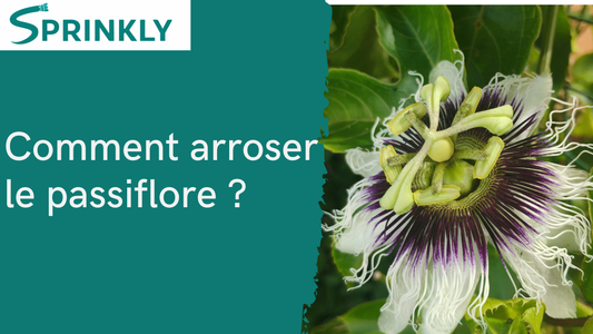 Arrosage de la passiflore : Ce qu'il faut savoir !
