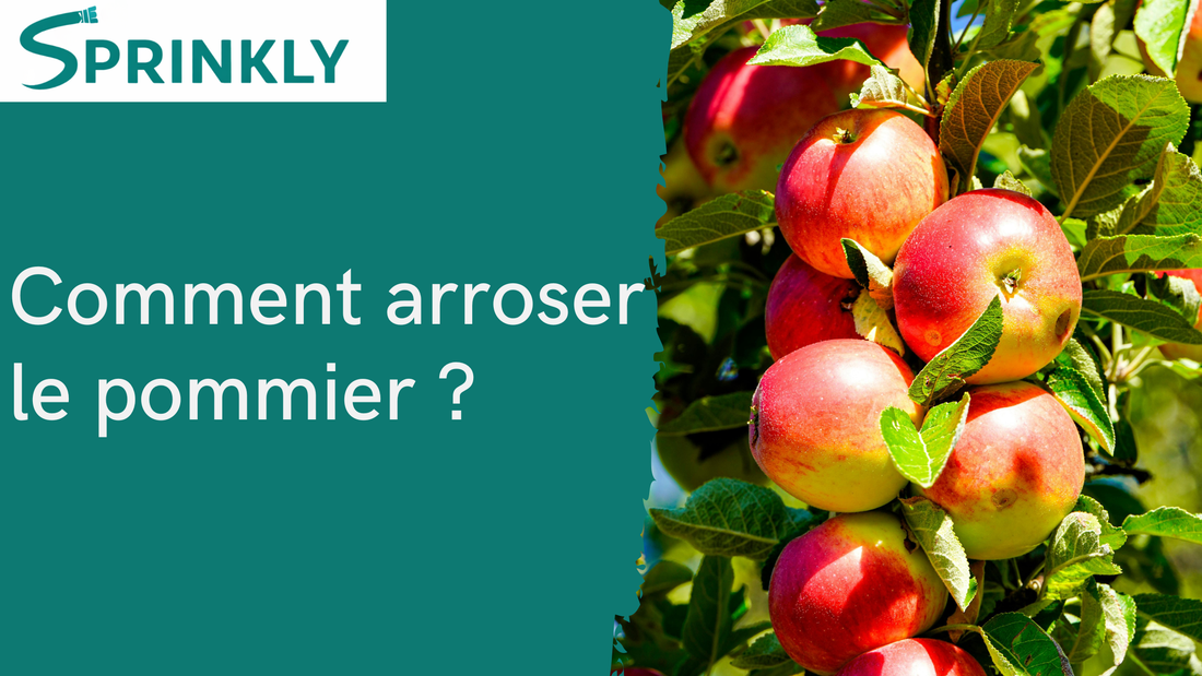 Comment arroser le pommier