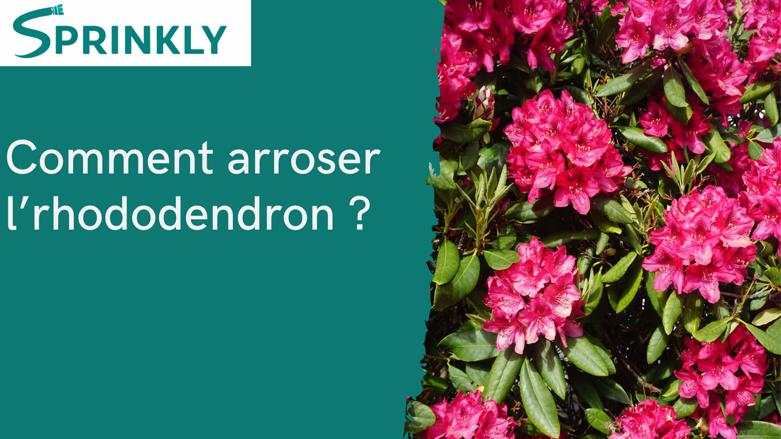 Arrosage des rhododendrons, l'eau du robinet est leur pire ennemie