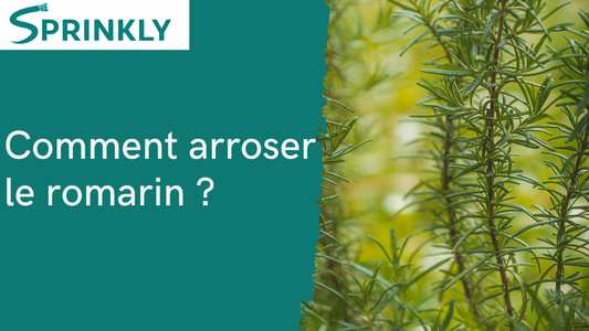 Comment arroser le romarin blog 