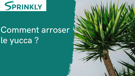 Arrosage du yucca : fréquence et erreurs à éviter