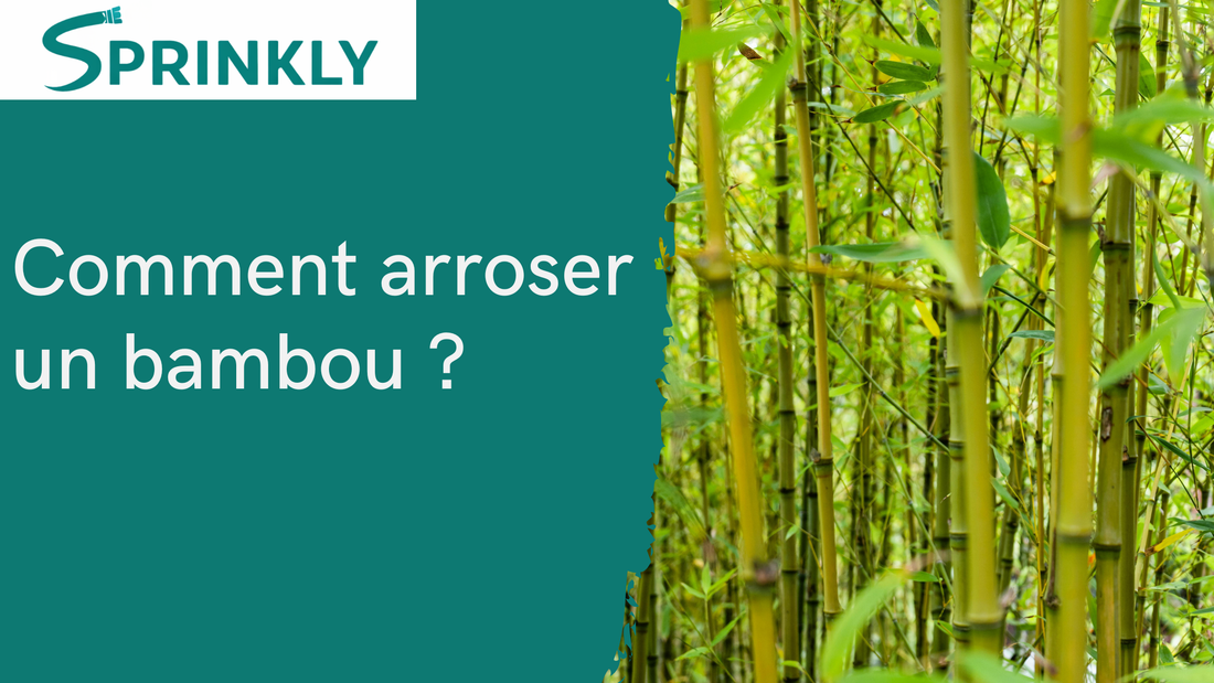 Comment arroser un bambou sans erreur ?