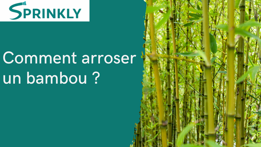 Comment arroser un bambou sans erreur ?