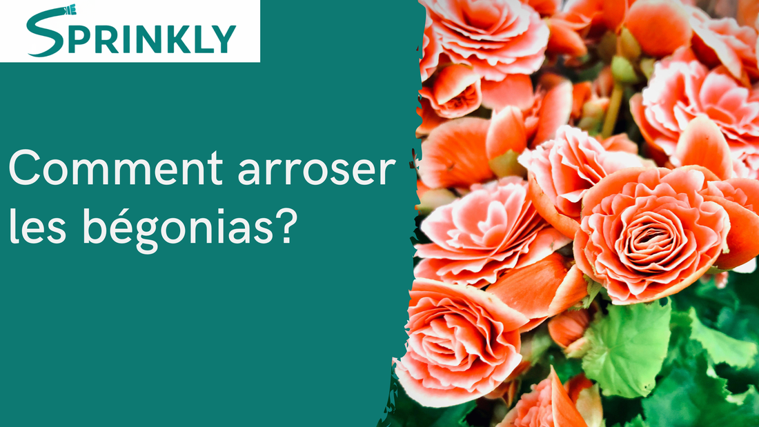Comment arroser les bégonias  banner de blog 