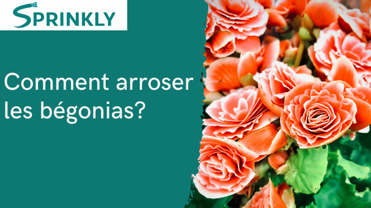 Comment arroser les bégonias  banner de blog 