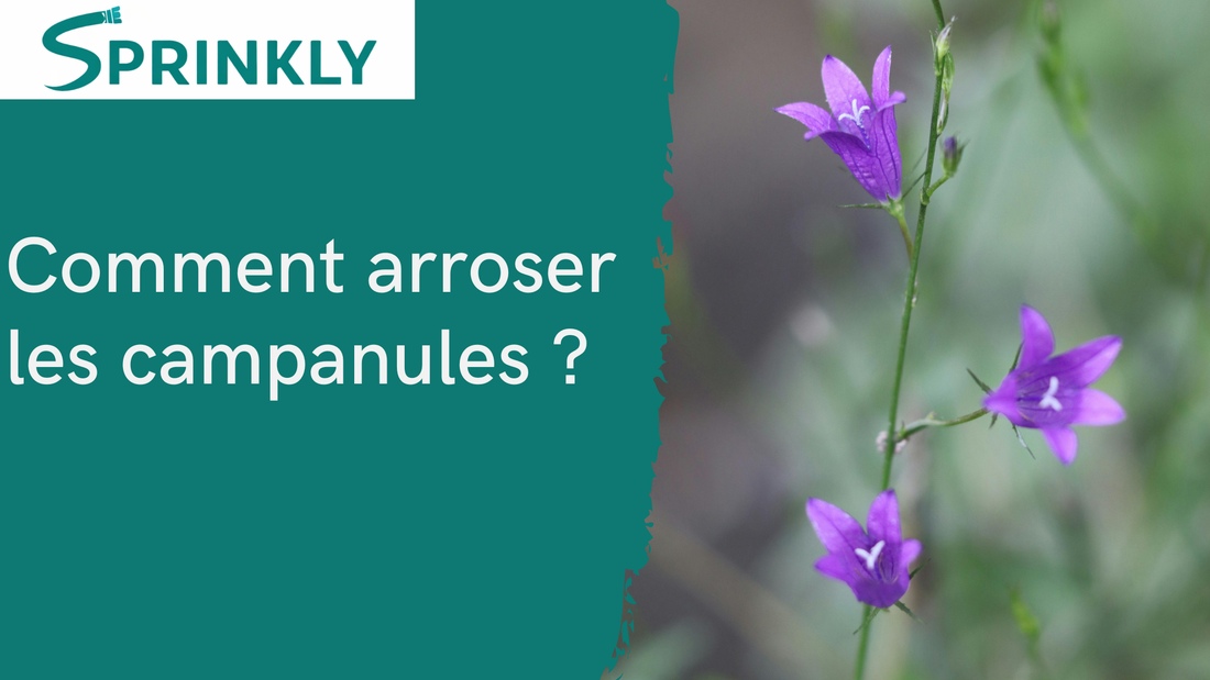 Arroser la campanule : fréquence et bons gestes