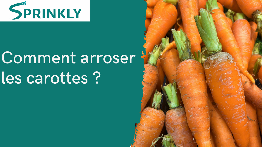 arrosage de carottes blog 