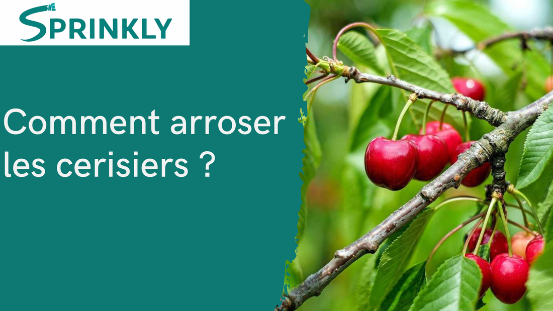 Arroser un cerisier : ce qu'il faut vraiment savoir