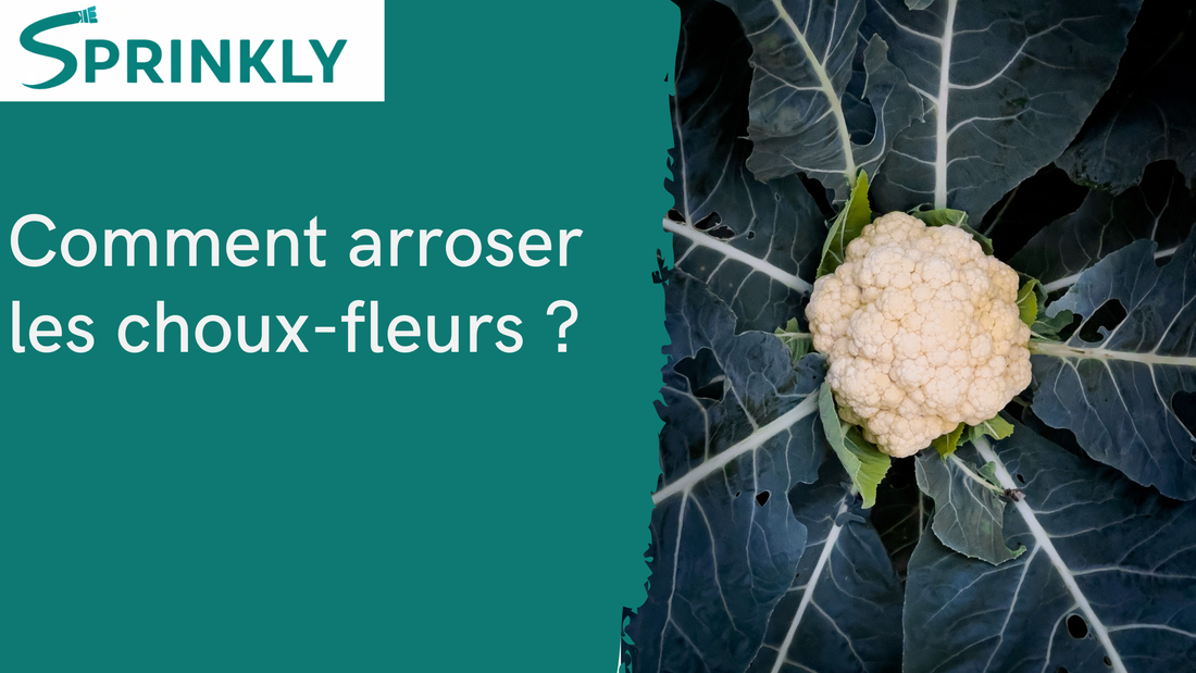 Comment arroser les choux-fleurs