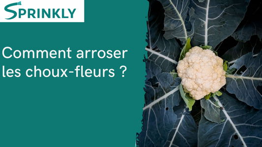 Comment arroser les choux-fleurs