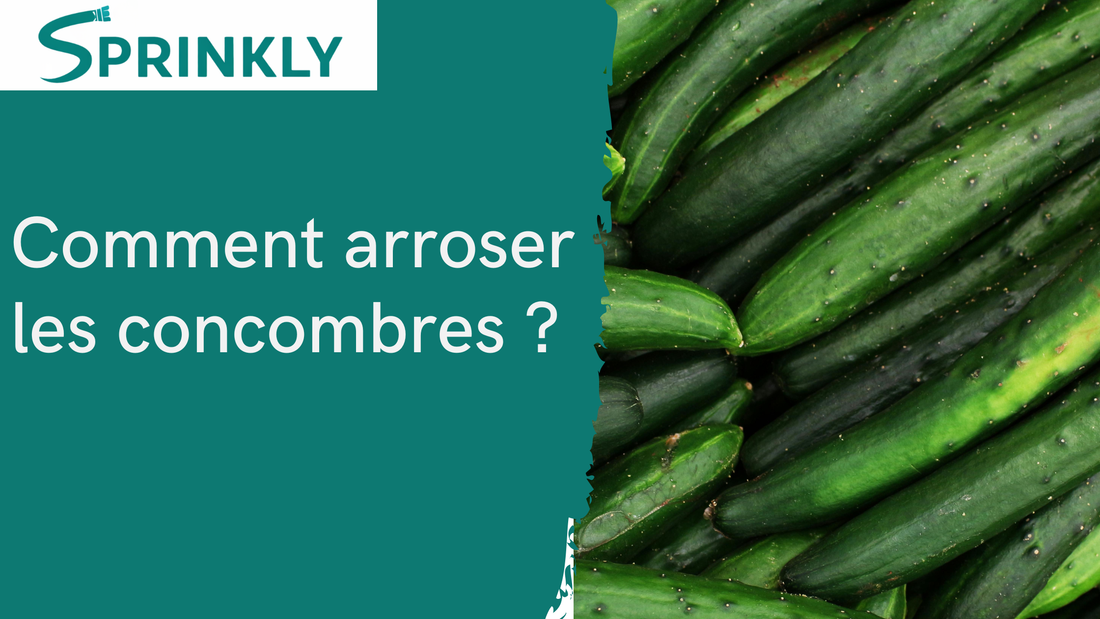 Arrosage des concombres : Comment faire ?