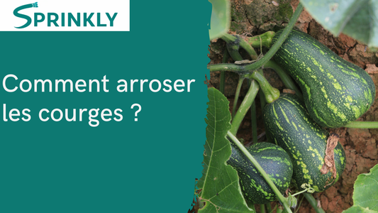 comment arroser les courges 