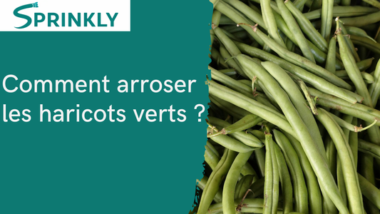 comment arroser les haricots vert blog 