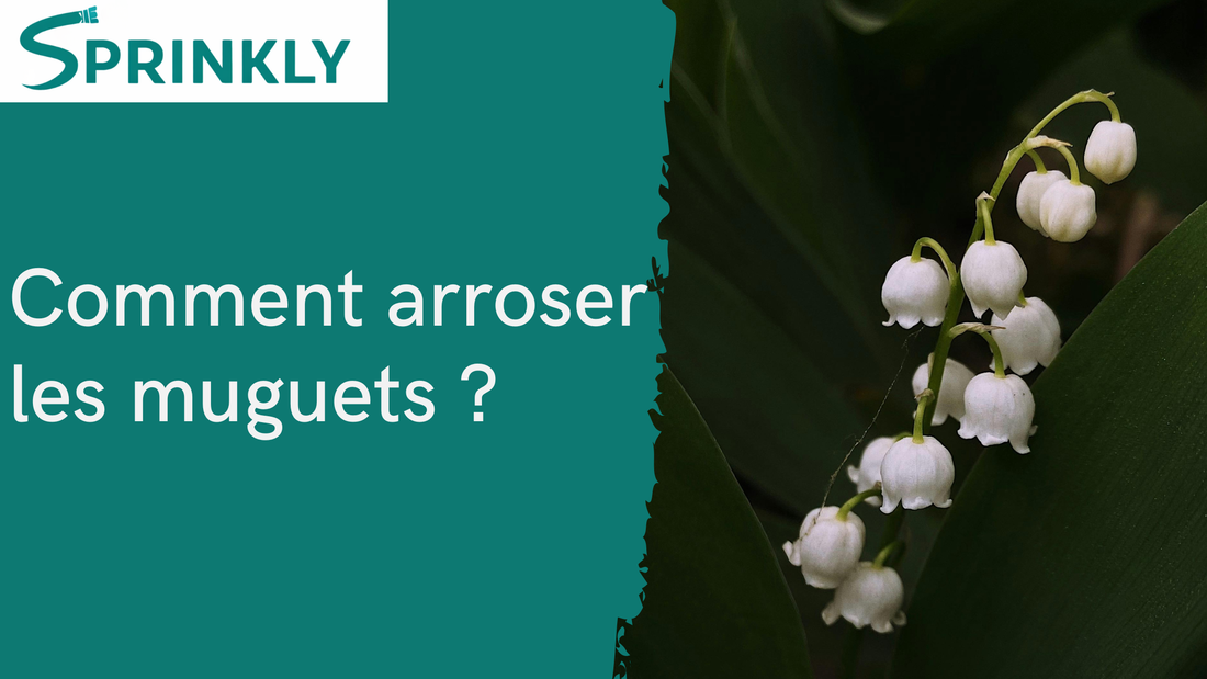 Comment Arrosage du muguet ?